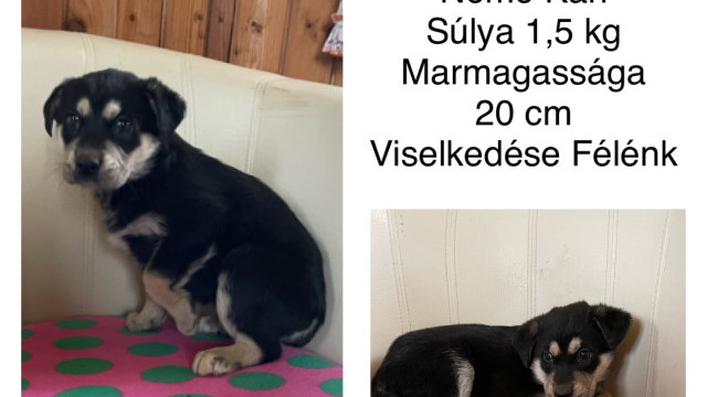 Héliosz