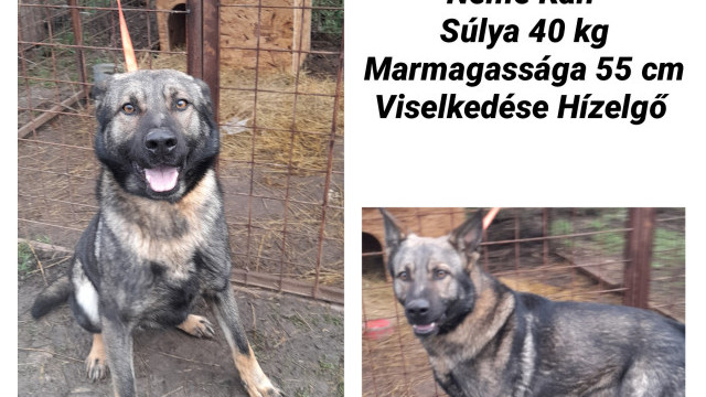Huszár