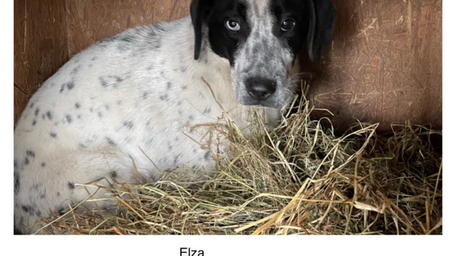Elza