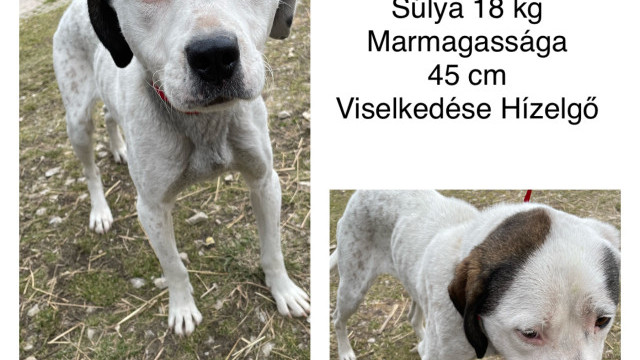 Guszto