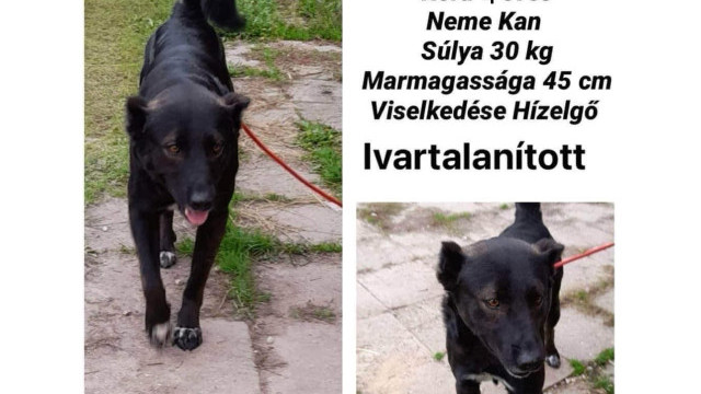 Párduc