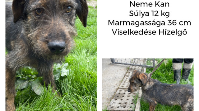 Marcipán