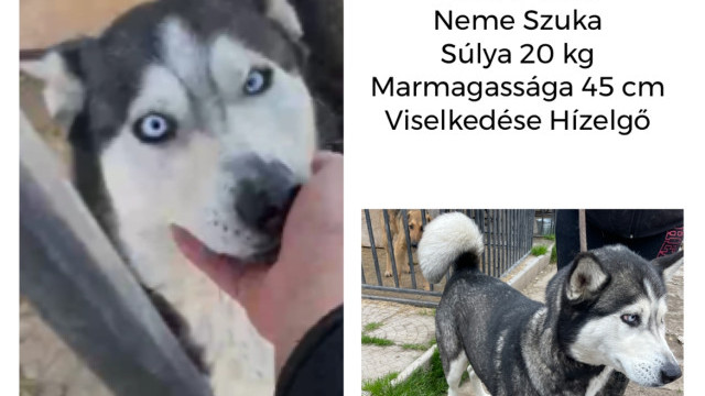 Kloe